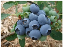 蓝莓.png